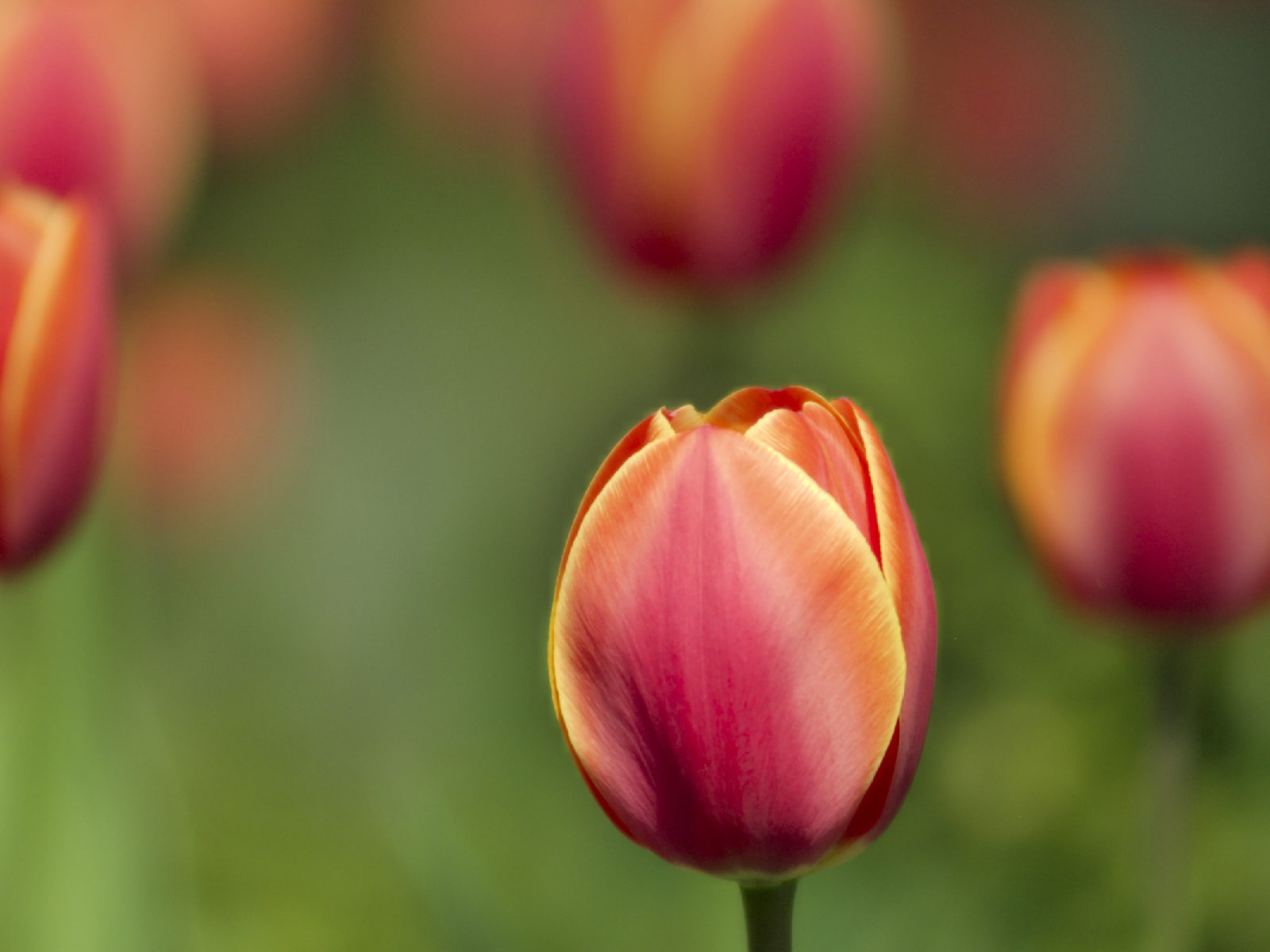 Low Dof Tulips Best Background Full HD1920x1080p, 1280x720p, – HD Wallpapers Backgrounds Desktop, iphone & Android Free Download